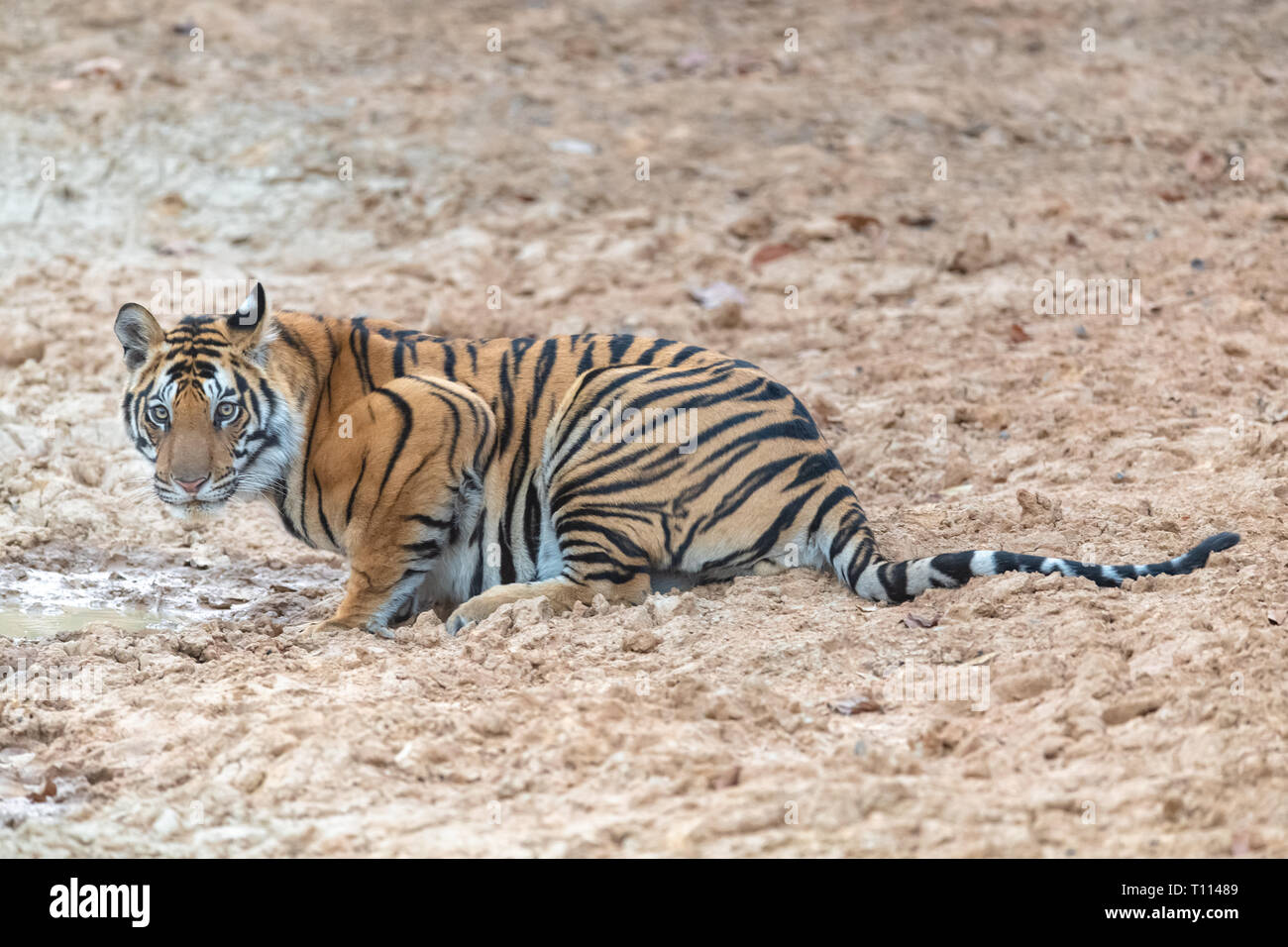 Tigre du Bengale (Panthera tigris tigris) dans Bandhavgarth Parc National en Inde Banque D'Images