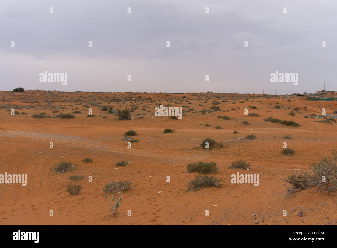 Ras al Khaimah, Émirats arabes unis : Thunder nuages sur le sable et les plantes dans la zone ferme des chameaux. Banque D'Images