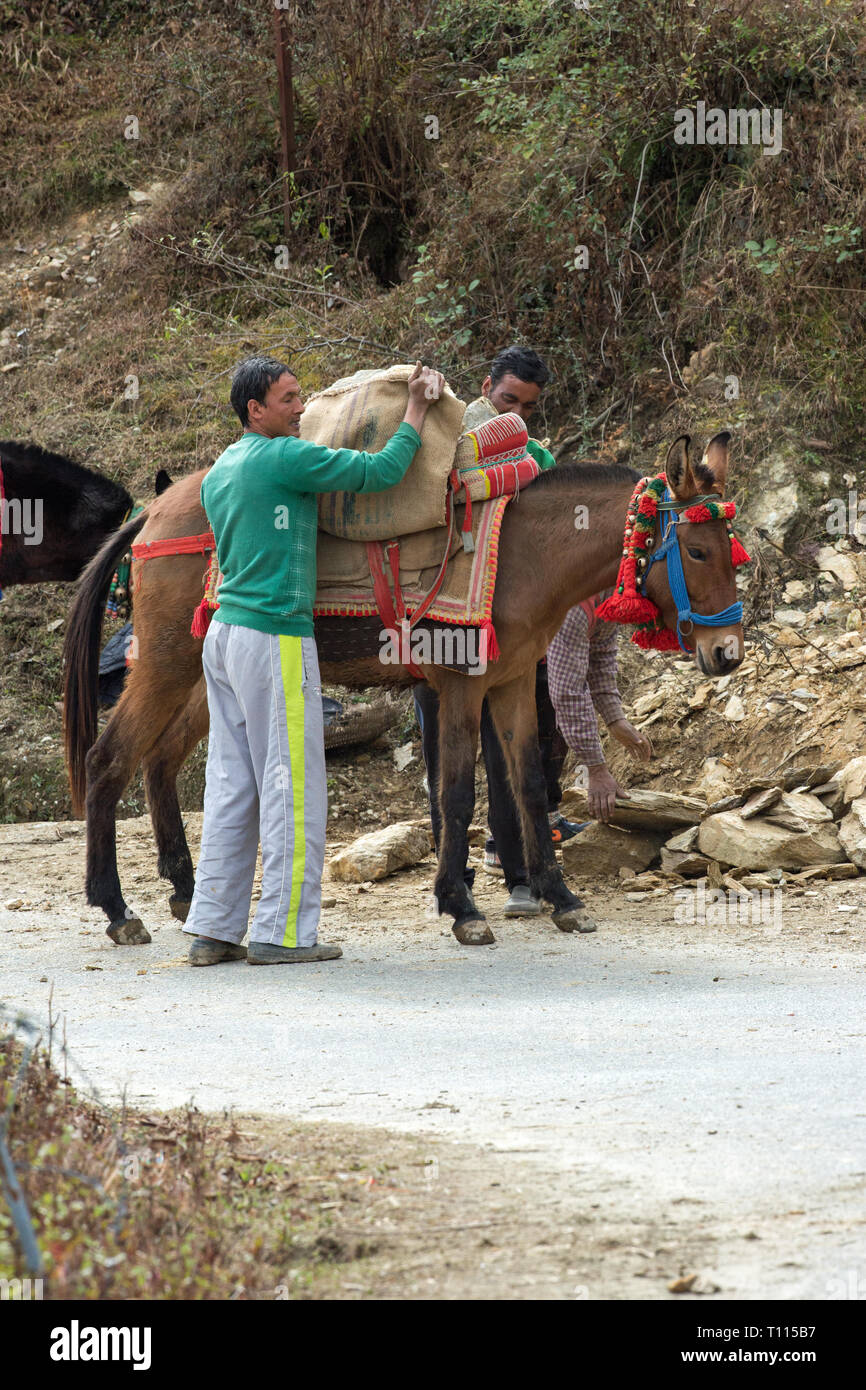 Mule, le résultat d'un croisement entre un cheval (Equus caballus), et un âne (Equus asinus), utilisé comme un animal pack pour transporter la pierre cassée pour la construction. Le nord de l'Inde. Banque D'Images