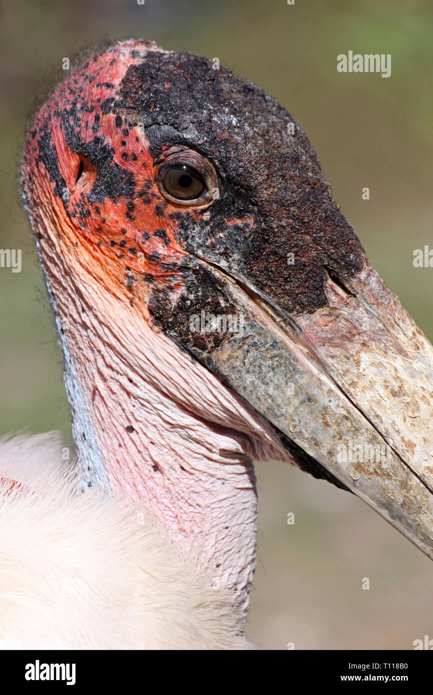 Flamant rose (Phoenicopterus ruber crumenifer Marabou Stork, lac Awasa, Ethiopie Banque D'Images