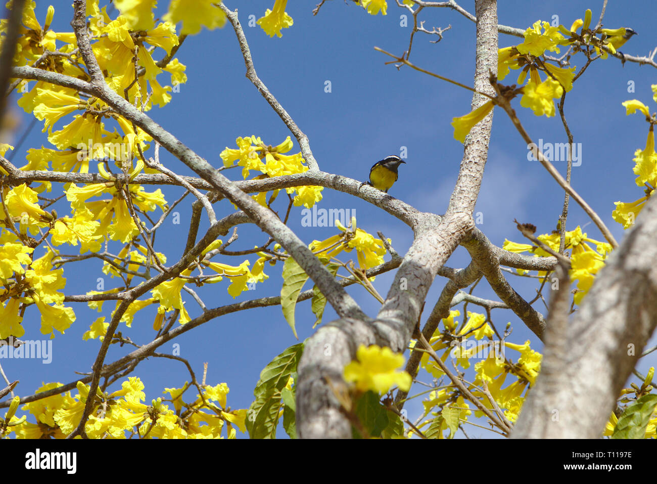 Petit oiseau jaune dans l'arbre avec des fleurs jaunes contre un ciel bleu Banque D'Images