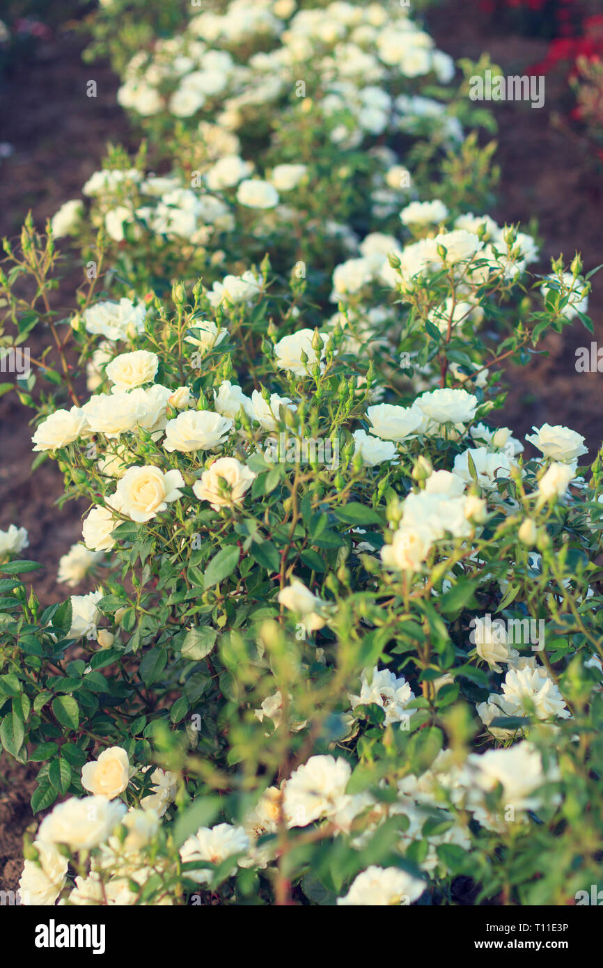 Fleurs rose jaune parfait Banque D'Images
