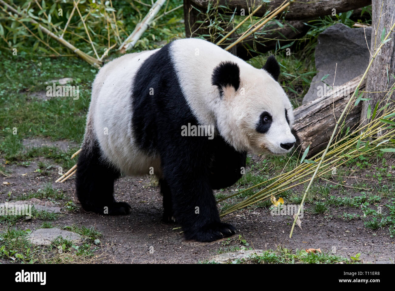 Une femelle panda géant marche avec sa tête vers le bas Photo Stock - Alamy