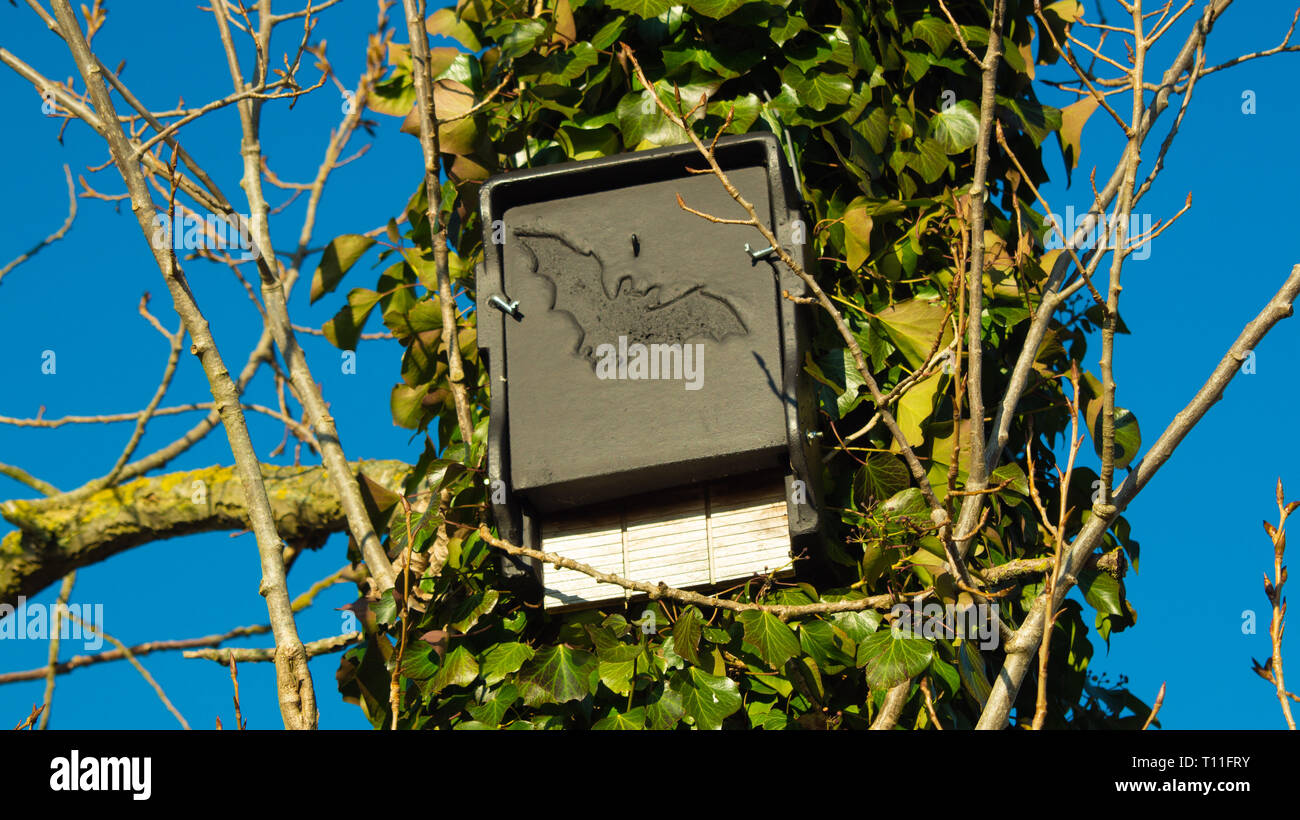 boîte de chauve-souris sur arbre Banque D'Images