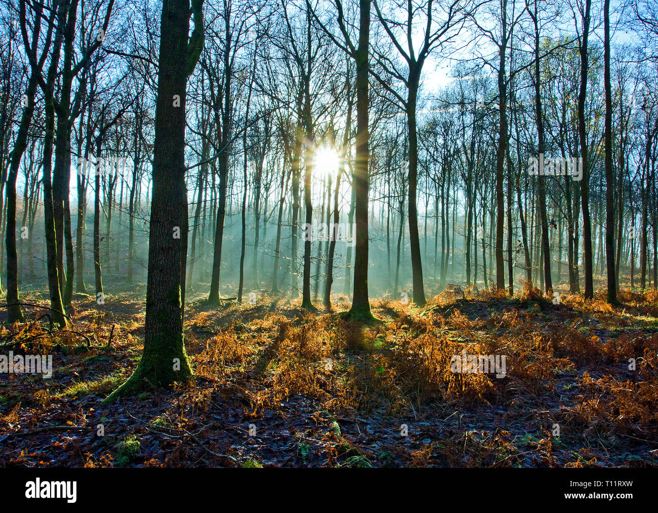 L'Europe, Angleterre, forêt de Dean. Lever du soleil à travers une forêt de chênes misty froid en hiver. Banque D'Images