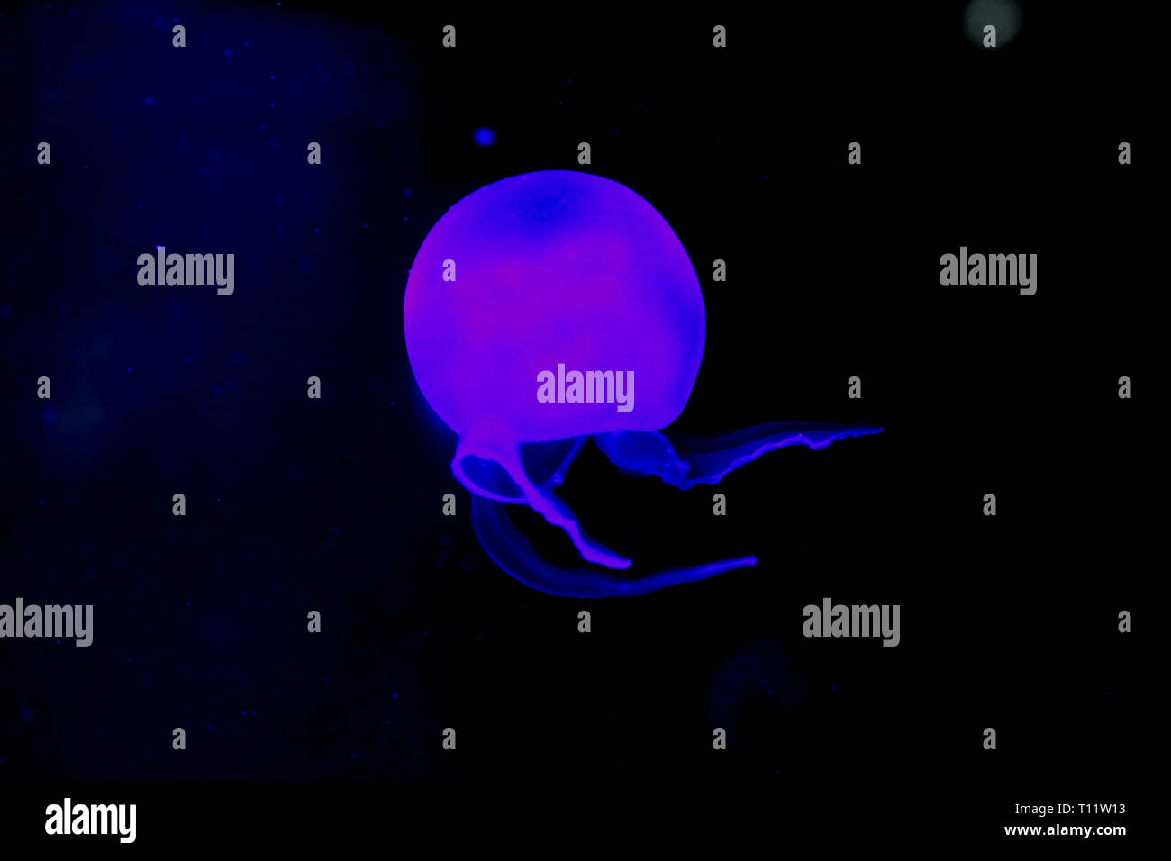 Un sous-marin méduse fluorescente bleue sur fond noir Banque D'Images