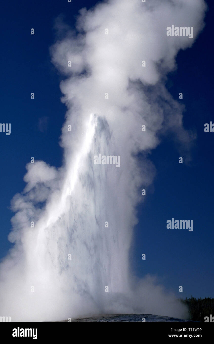 Des nuages de vapeur et d'un flux d'eau bouillante en éruption de Old Faithful, le plus célèbre de plus de 500 geysers actifs trouvés dans le Parc National de Yellowstone, à cheval sur les états du Wyoming, du Montana et de l'Idaho aux États-Unis. Le temps entre les éruptions de l'Old Faithful varie de 60 à 110 minutes, et son bec verseur la hauteur peut varier de 106 à 184 pieds (32 et 56 mètres). Normalement les éruptions durent entre 1,5 à 5 minutes. Les geysers sont parmi les merveilles du parc 10 000 que : hydrothermales multicolores, des sources chaudes et les fumerolles boue (évents). Banque D'Images
