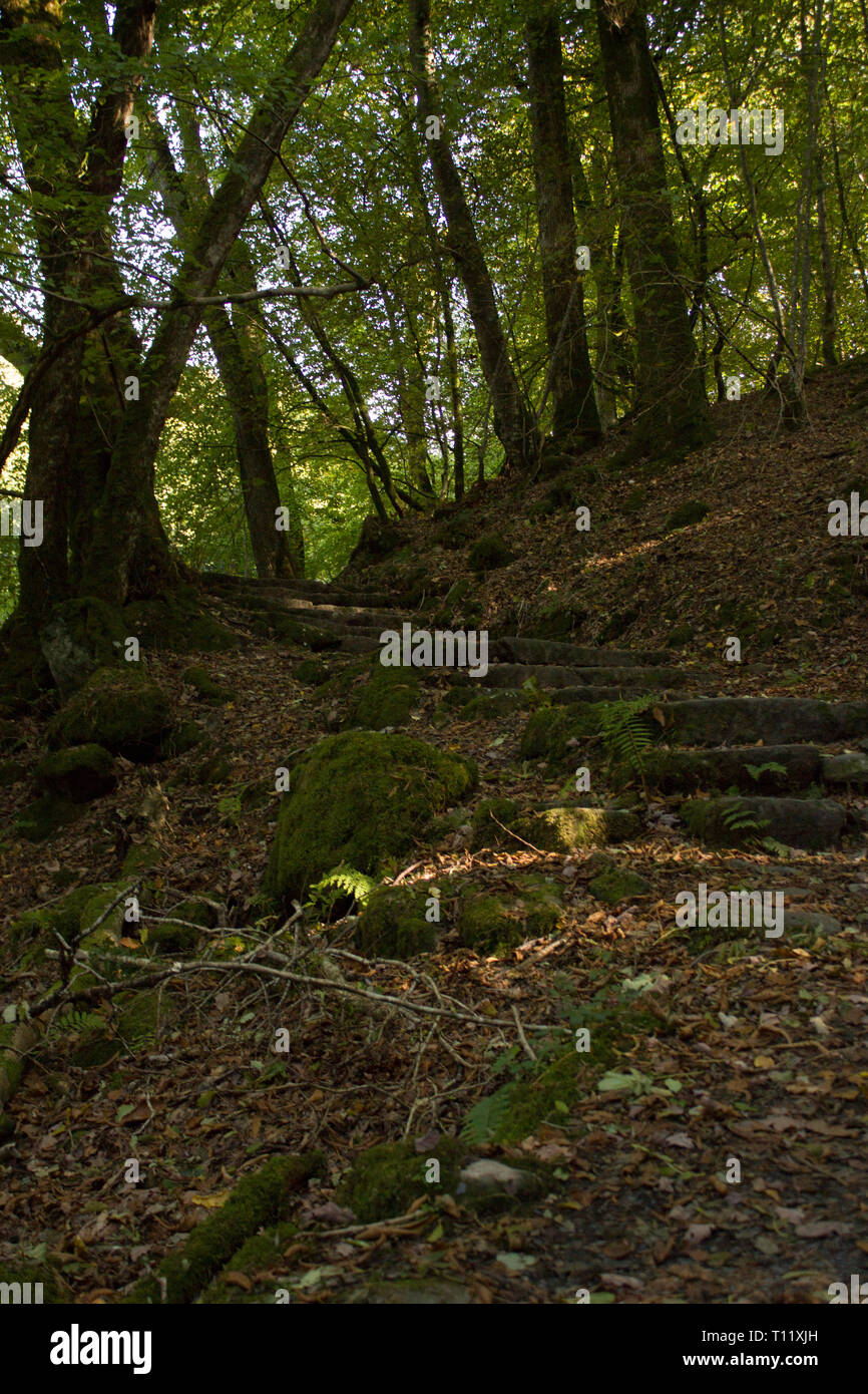 Vieux Chemins de Pierre à travers une forêt dans la région de Snowdonia, Pays de Galles Banque D'Images