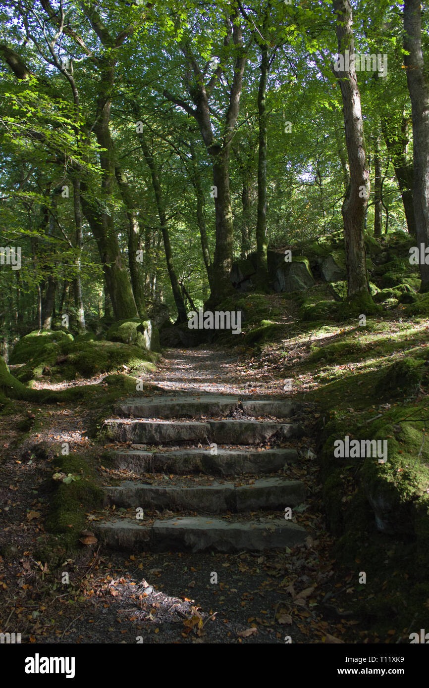 Vieux Chemins de Pierre à travers une forêt dans la région de Snowdonia, Pays de Galles Banque D'Images