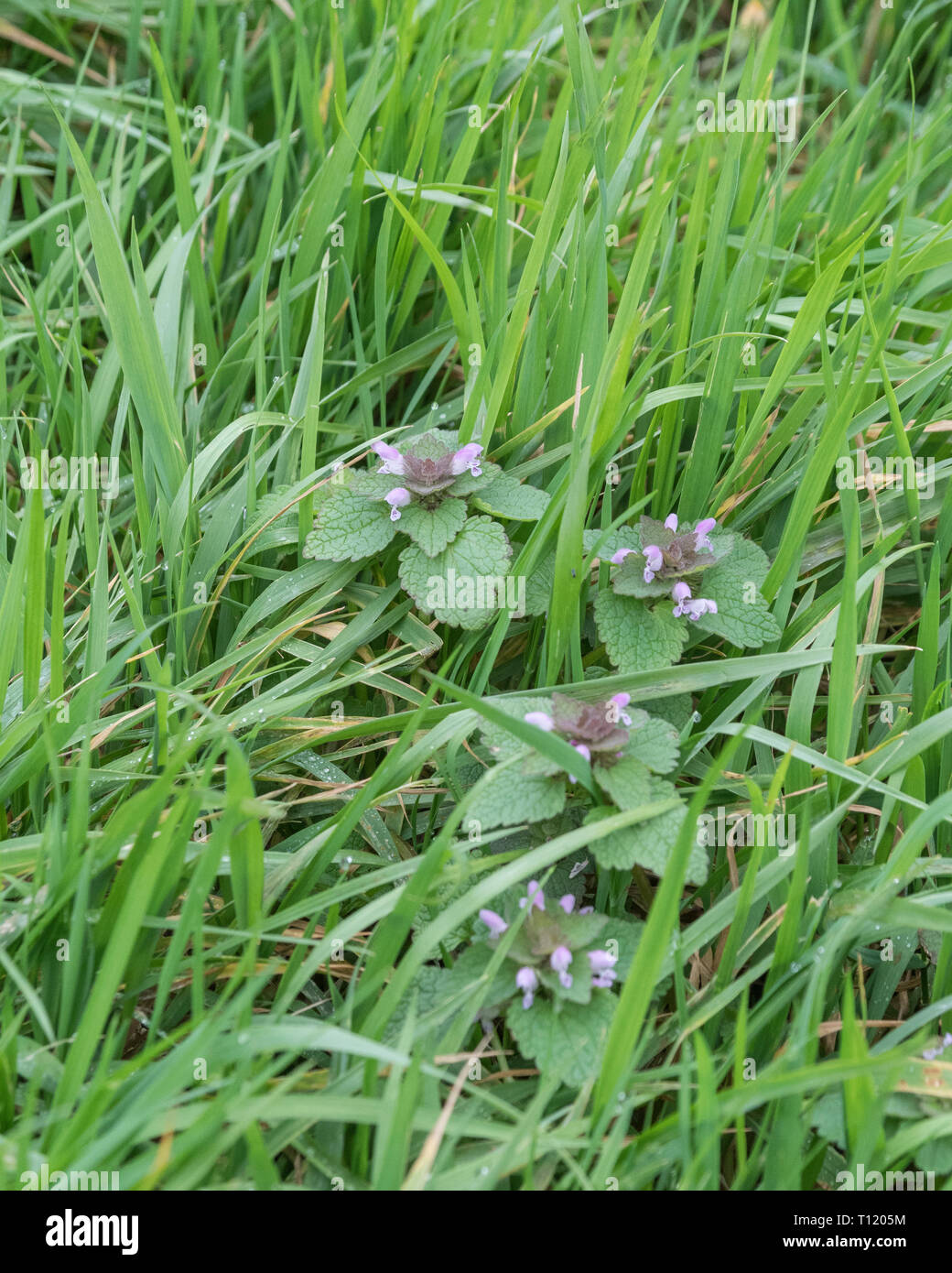 Fleurs et feuillages d'Dead-Nettle rouge / Lamium purpureum. A été une fois utilisé en phytothérapie et feuilles peuvent également être consommées lors de la cuisson. Banque D'Images