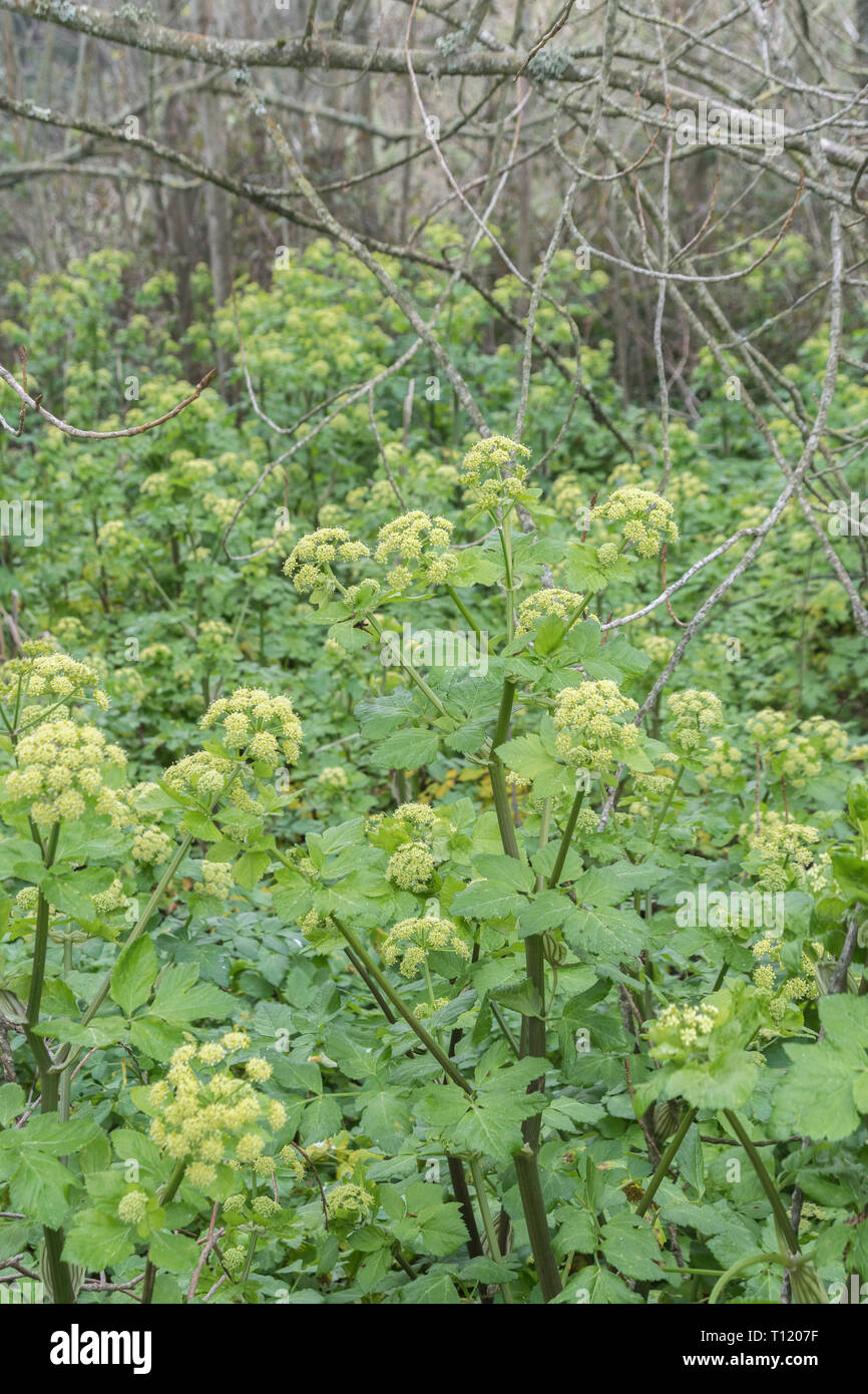 Patch d'Alexanders Smyrnium olusatrum / haie à Cornwall. Alexanders est une nourriture nourriture, une fois la production de nourriture, un Umbellifer, & une partie de la famille de la carotte Banque D'Images