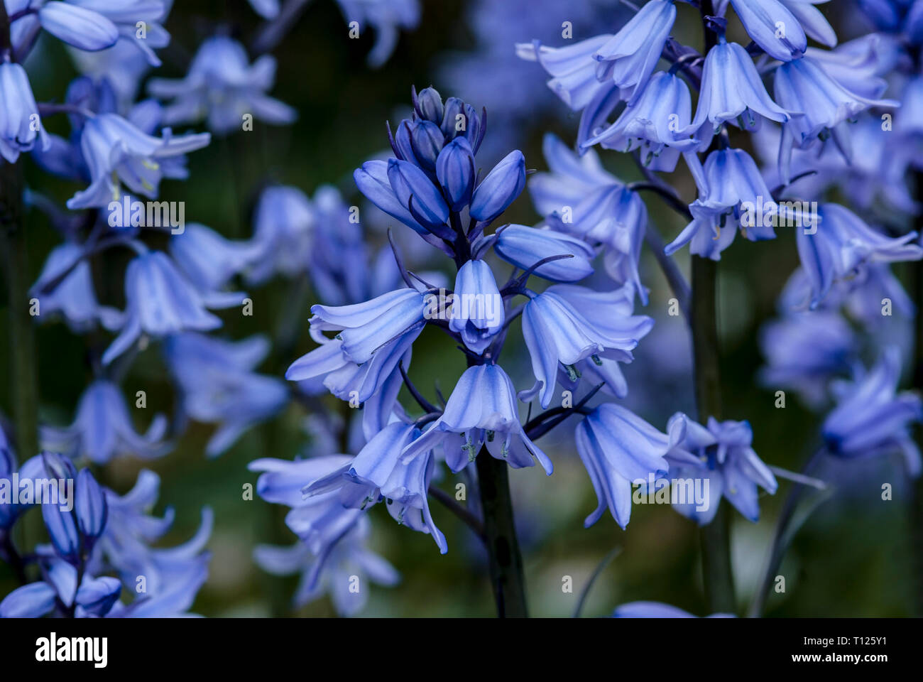 Hyacinthoides hispanica, l'espagnol, en groupes avec bluebell floue fond vert Banque D'Images