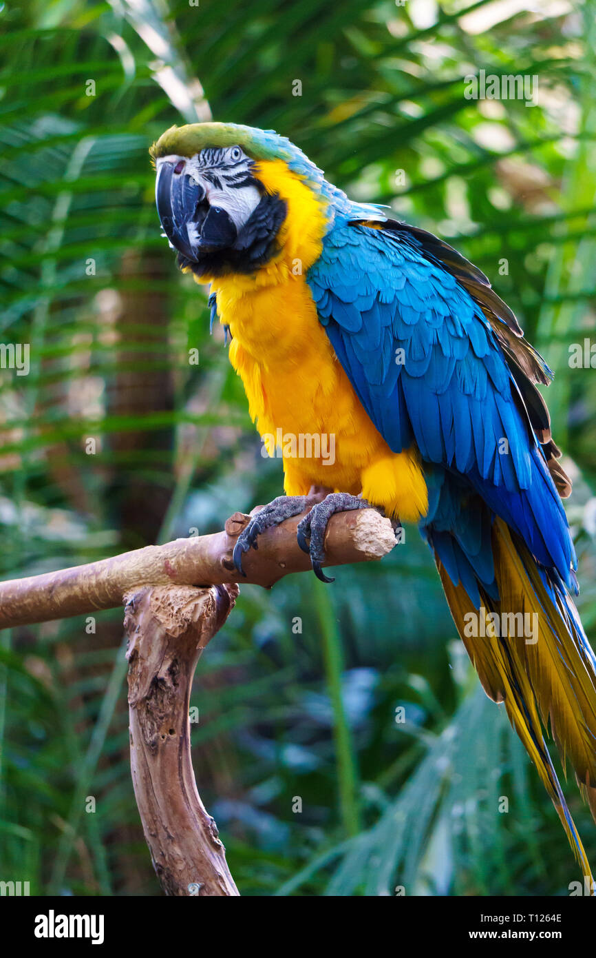 Blue-and-yellow macaw, également connu comme le bleu et or macaw (Ara ararauna). Banque D'Images