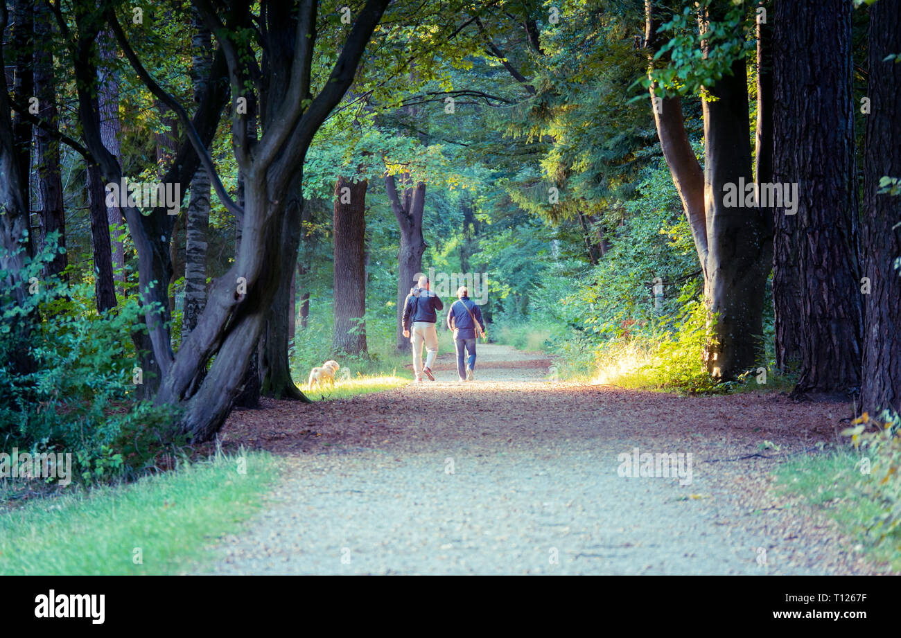 Image de couple avec chien marche à travers les bois, illuminé par les rayons du soleil de derrière Banque D'Images