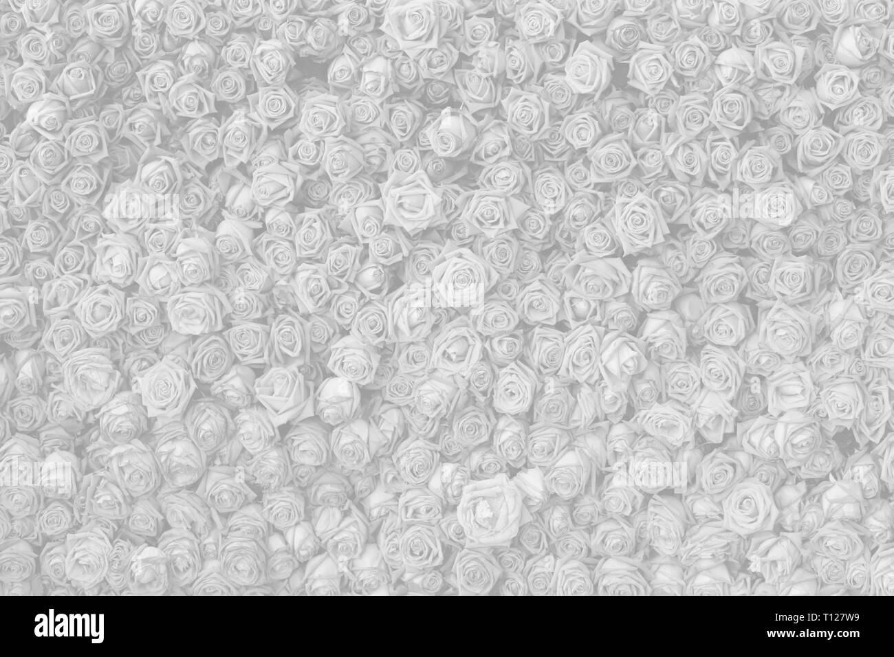 Fleurs roses blanches pour l'arrière plan. Banque D'Images