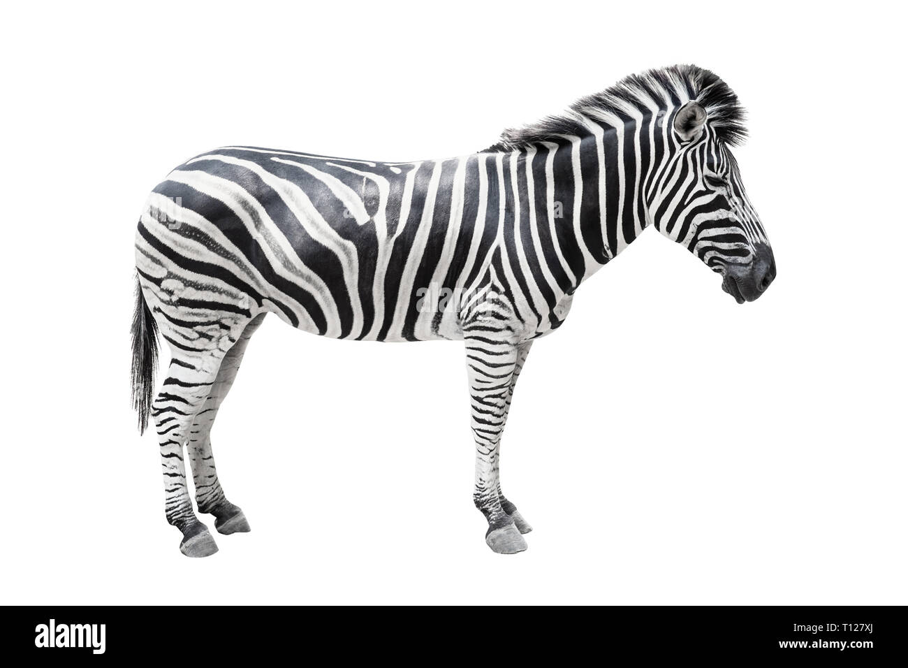 Zebra sur fond blanc isolé avec chemin de détourage. Banque D'Images