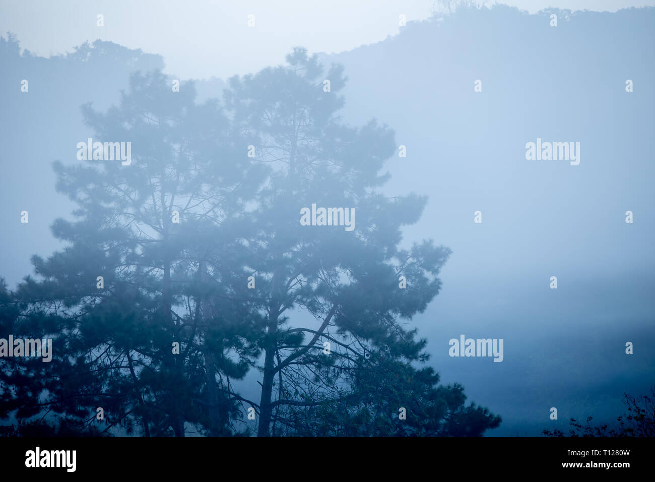 Forêt de montagne vapeur bois mystérieux brouillard paysage en hiver sombre. Banque D'Images