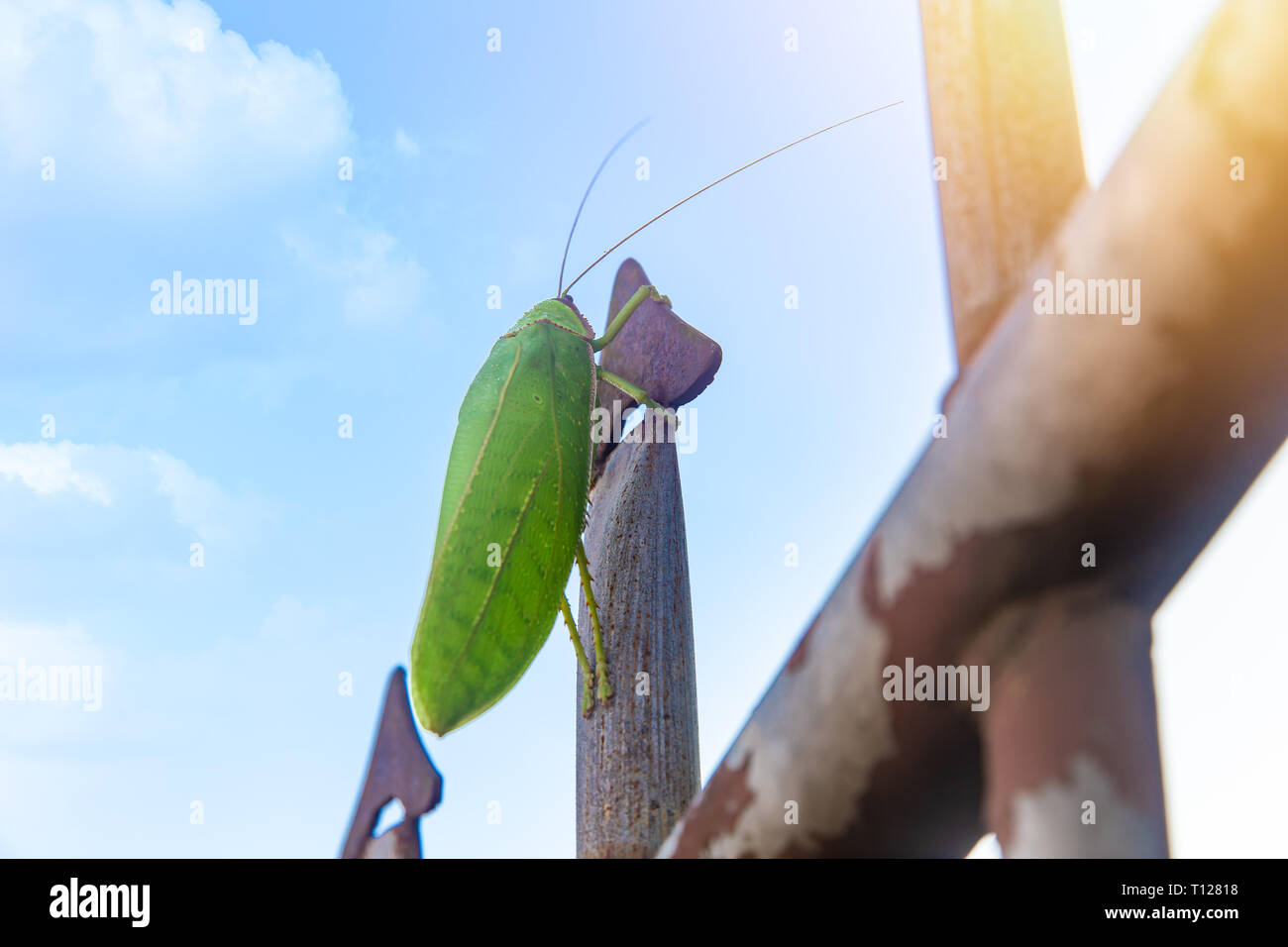 Pseudophyllus titan, sauterelle verte avec ciel bleu Banque D'Images