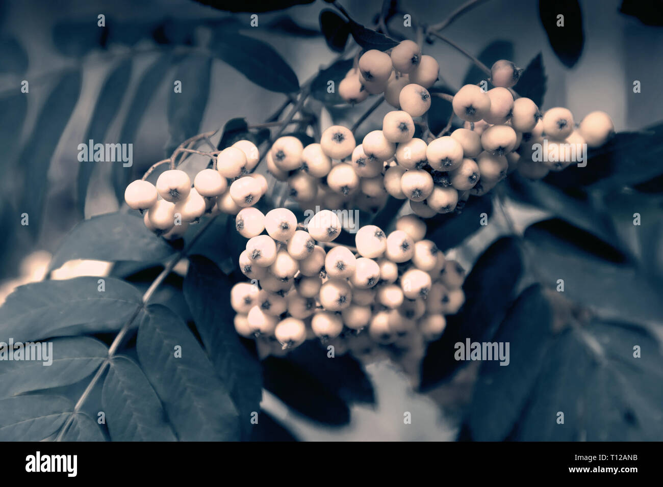Des grappes de baies rouges sur les branches de Rowan parmi les feuilles vertes. Banque D'Images