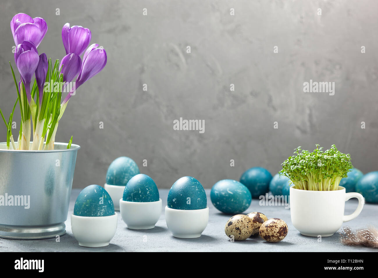 Composition de Pâques - oeufs teints naturellement avec l'aide d'un chou rouge, œufs de caille, les crocus et un cresson dans une tasse sur un fond de béton gris Banque D'Images