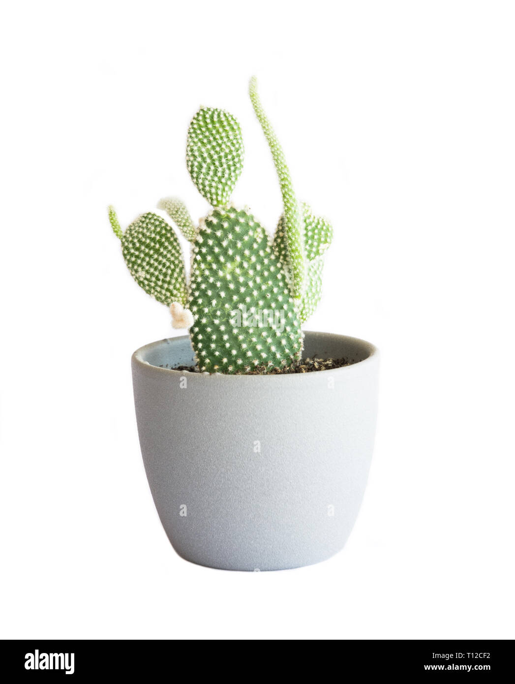 Cactus en pot Banque D'Images