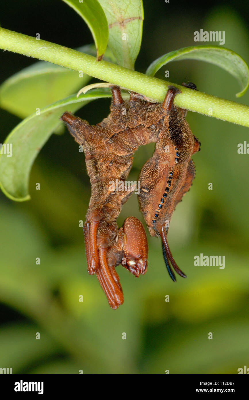 Homard étrange Espèce Stauropus fagi (caterpillar) déguisée comme une feuille morte Banque D'Images