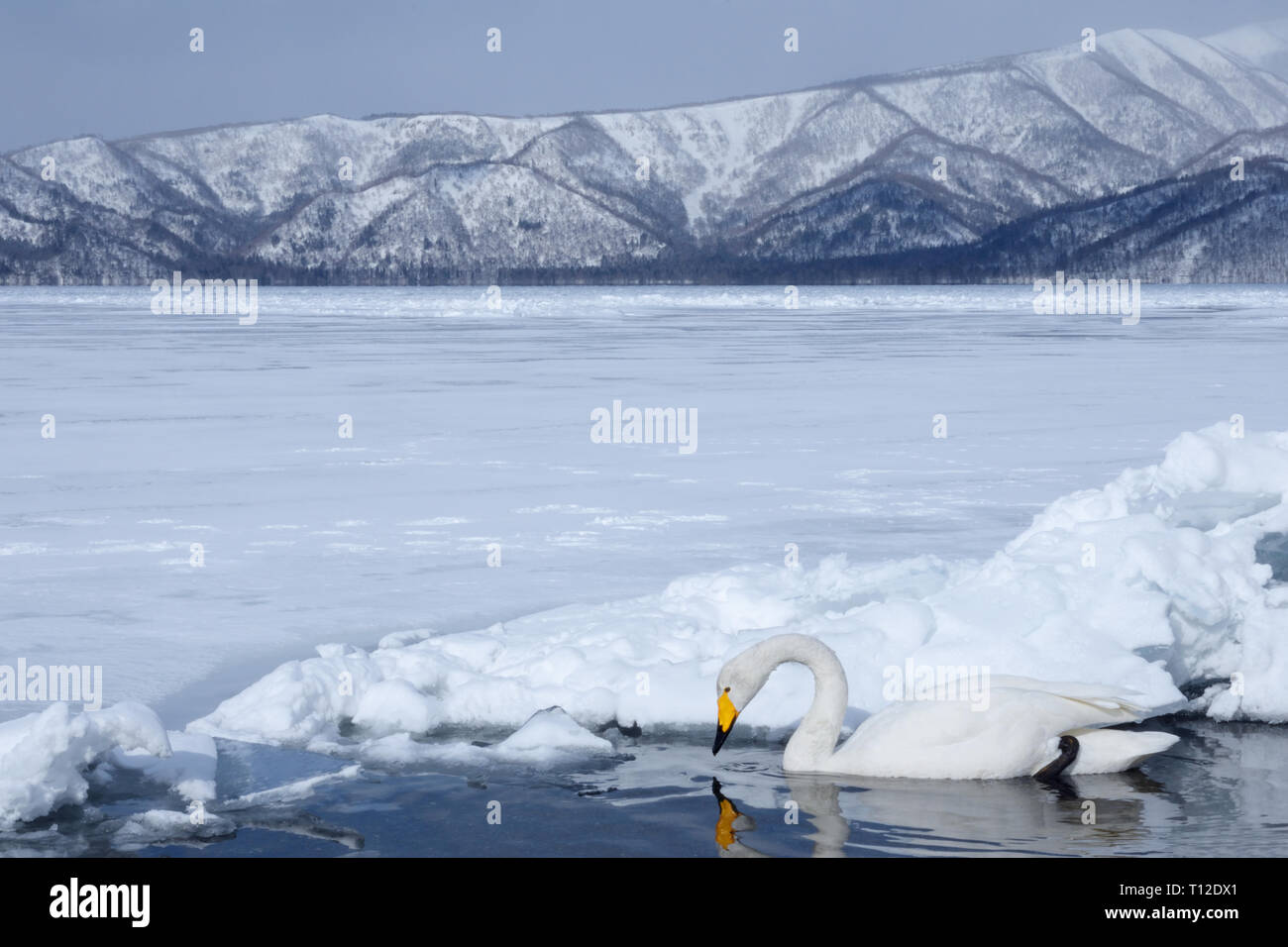 Cygne chanteur (Cygnus cygnus) Nager dans un trou dans la glace du lac gelé Mashu Banque D'Images