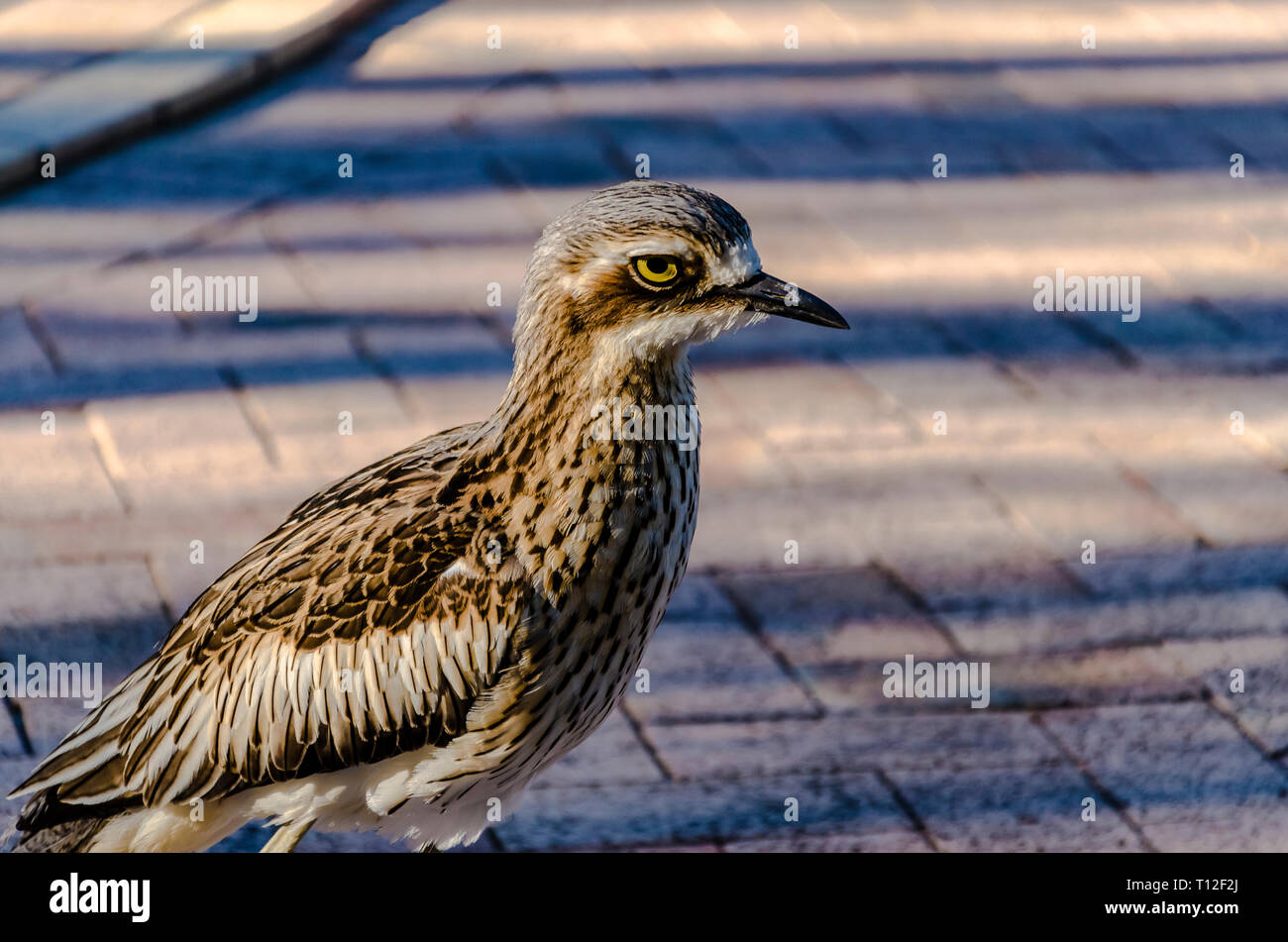 La brousse triel, un oiseau commun dans le Queensland. Banque D'Images