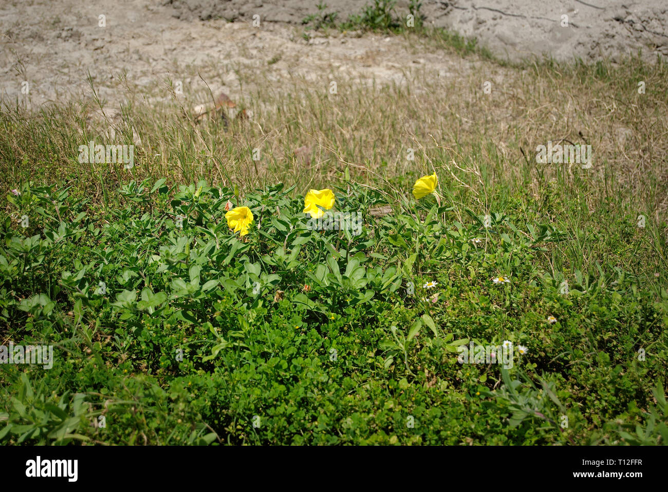 Dainty petites fleurs jaunes sur une plage de sable fin Banque D'Images