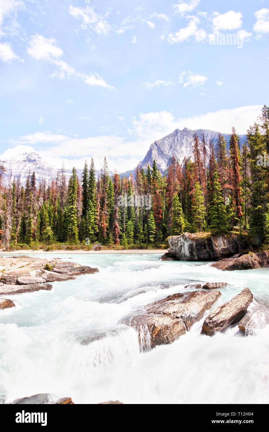 Eaux tumultueuses de la rivière creuse à travers les rochers au pont naturel dans le parc national Yoho dans les Rocheuses canadiennes. Banque D'Images