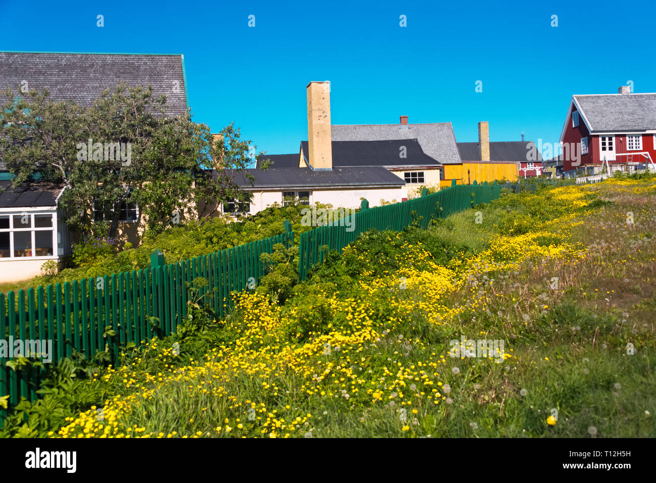 Maisons peintes de couleurs vives avec fleur jaune, la couverture du sol (racine de l'Arctique, le rosea de Rhodiola), Nuuk, Groenland Banque D'Images