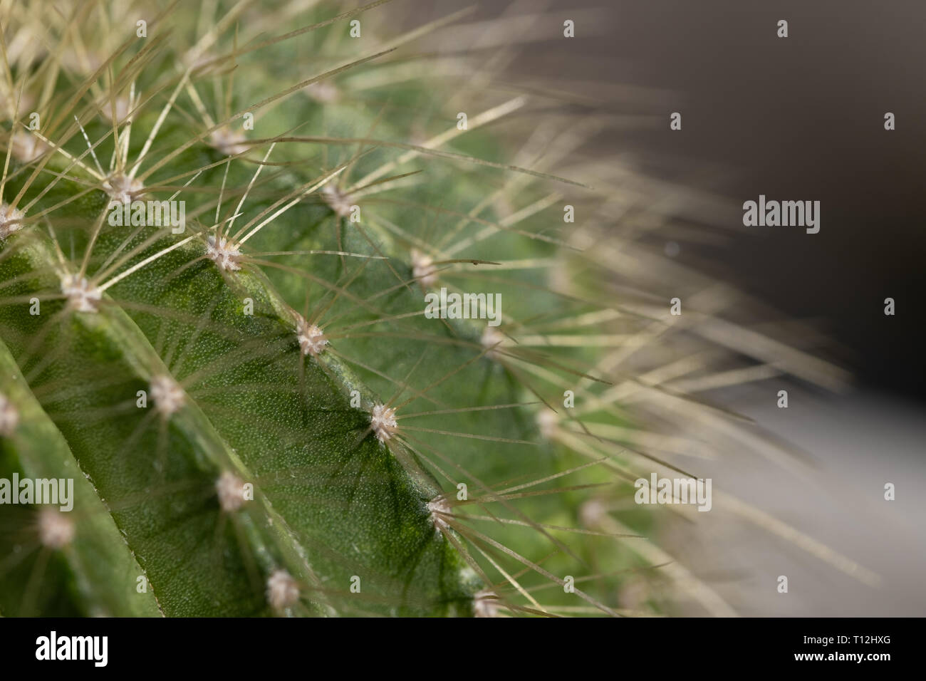 Macro image d'un cactus Banque D'Images