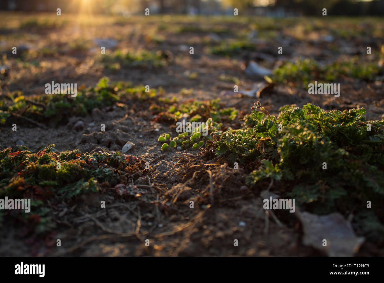 La lumière du soleil donnant un nombre illimité de l'énergie aux plantes Banque D'Images