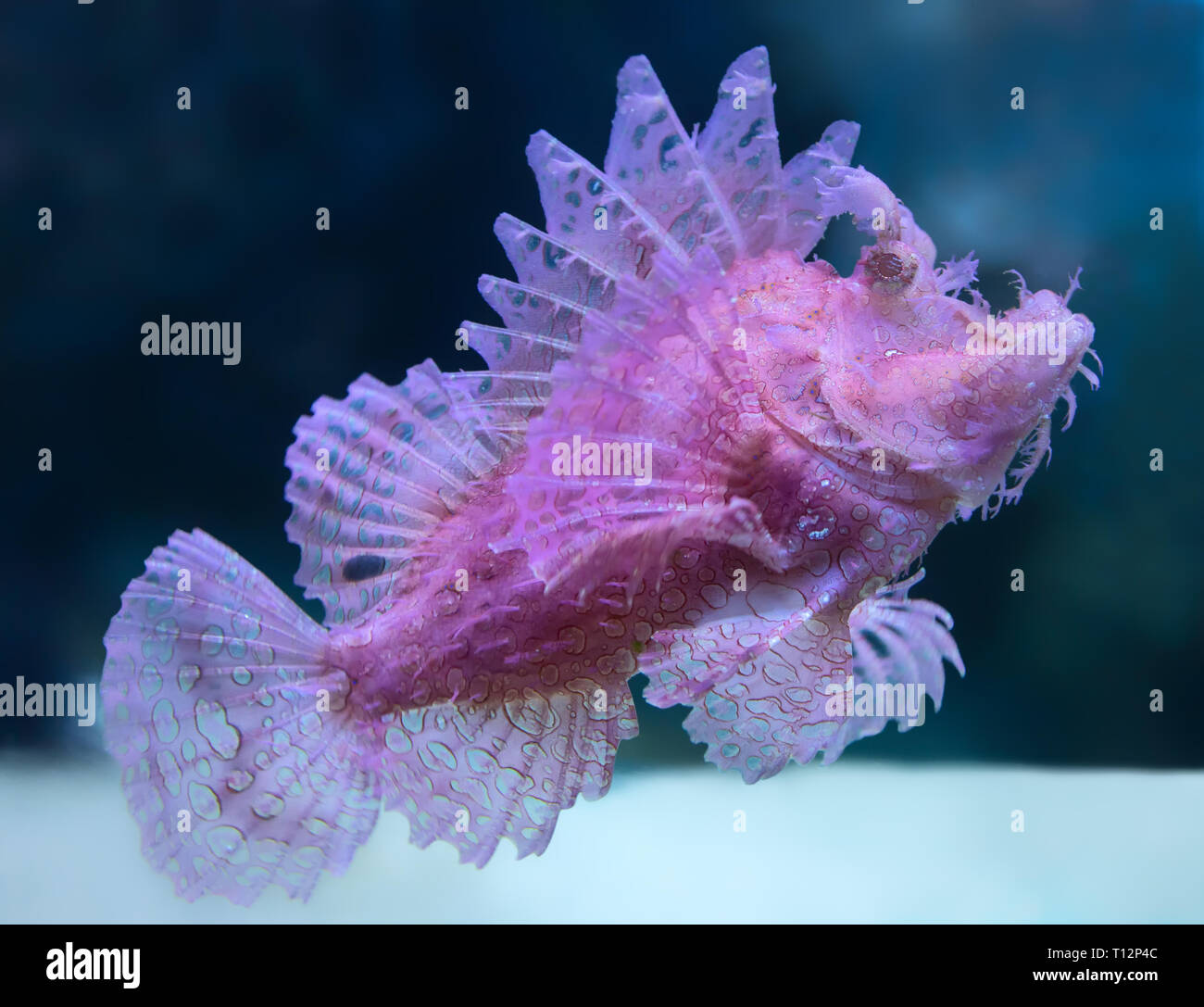 Vue rapprochée d'un Weedy Scorpionfish (Rhinopias frondosa) Banque D'Images