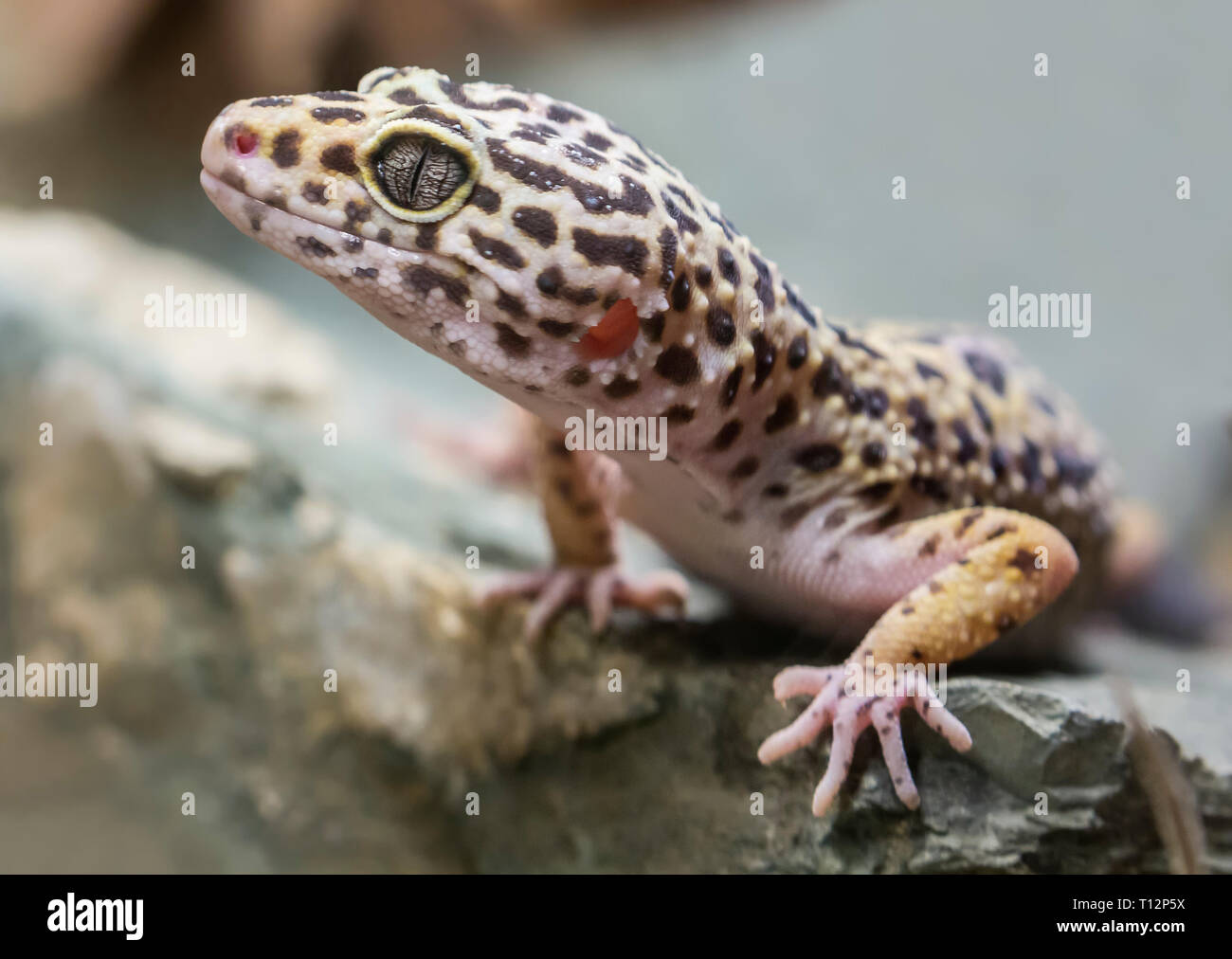 Vue rapprochée d'un gecko léopard (Eublepharis macularius) Banque D'Images