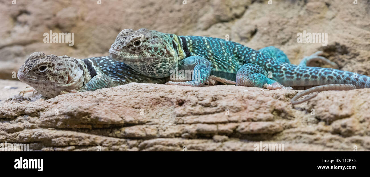 Vue rapprochée d'une paire de cornes d'un collier de l'Est (Crotaphytus collaris) Banque D'Images