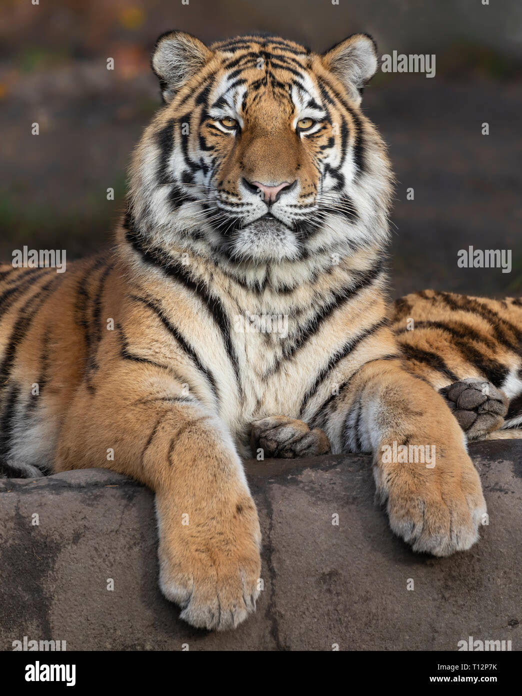 Vue rapprochée d'un jeune tigre de Sibérie (Panthera tigris altaica) Banque D'Images