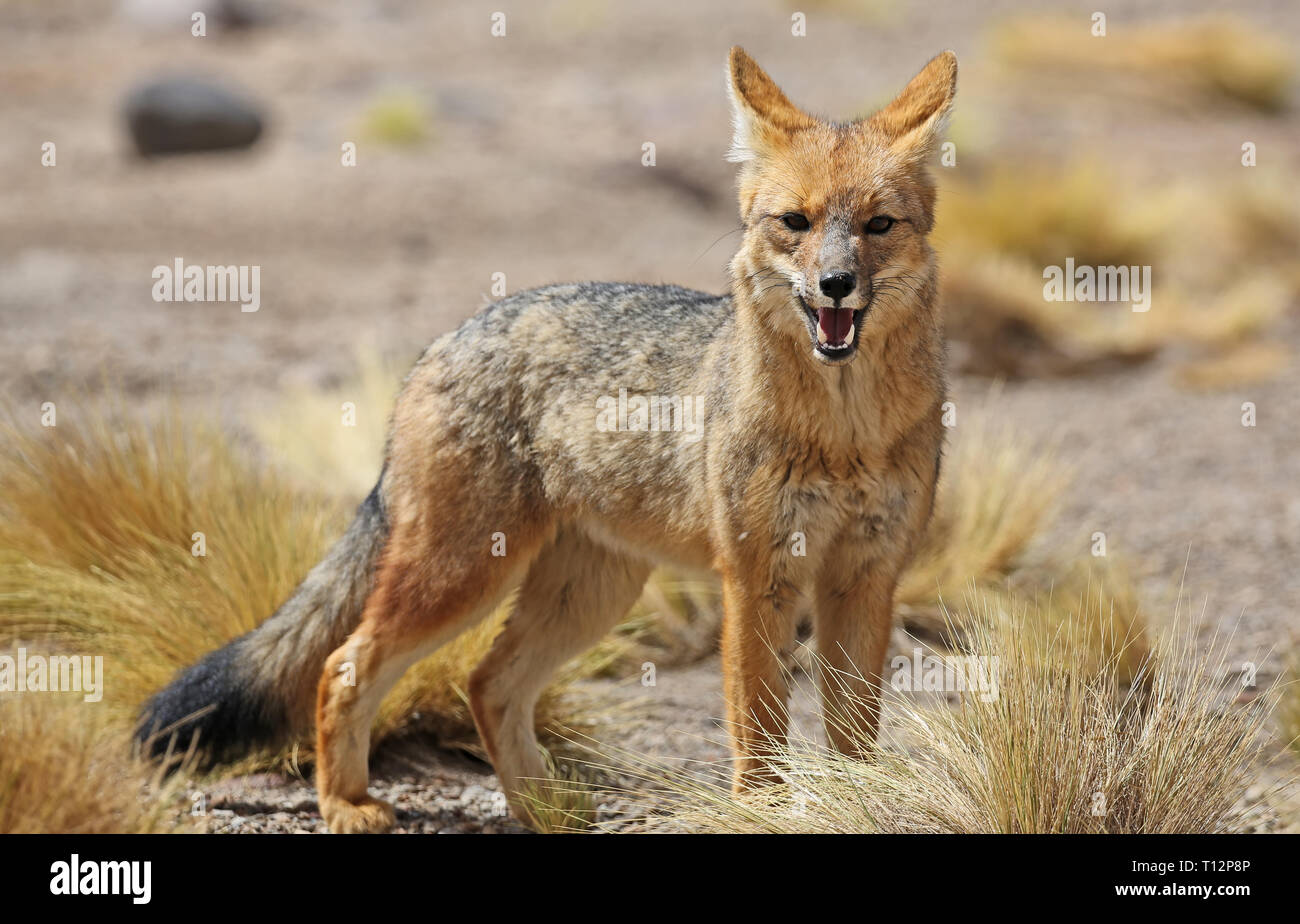 Fox andine (Lycalopex culpaeus) dans désert Siloli (Bolivie) Banque D'Images