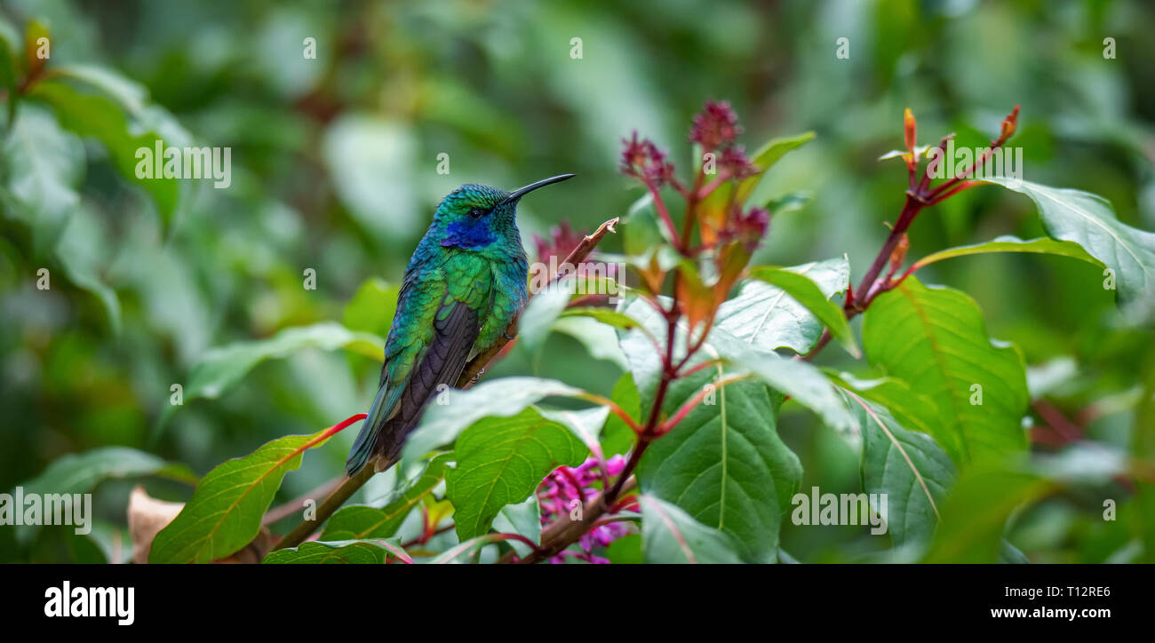 Conserver une moindre chaleur Violetear hummingbird est tiré dans une boule serrée avec seulement ses ailes noires s'étendant derrière elle Banque D'Images