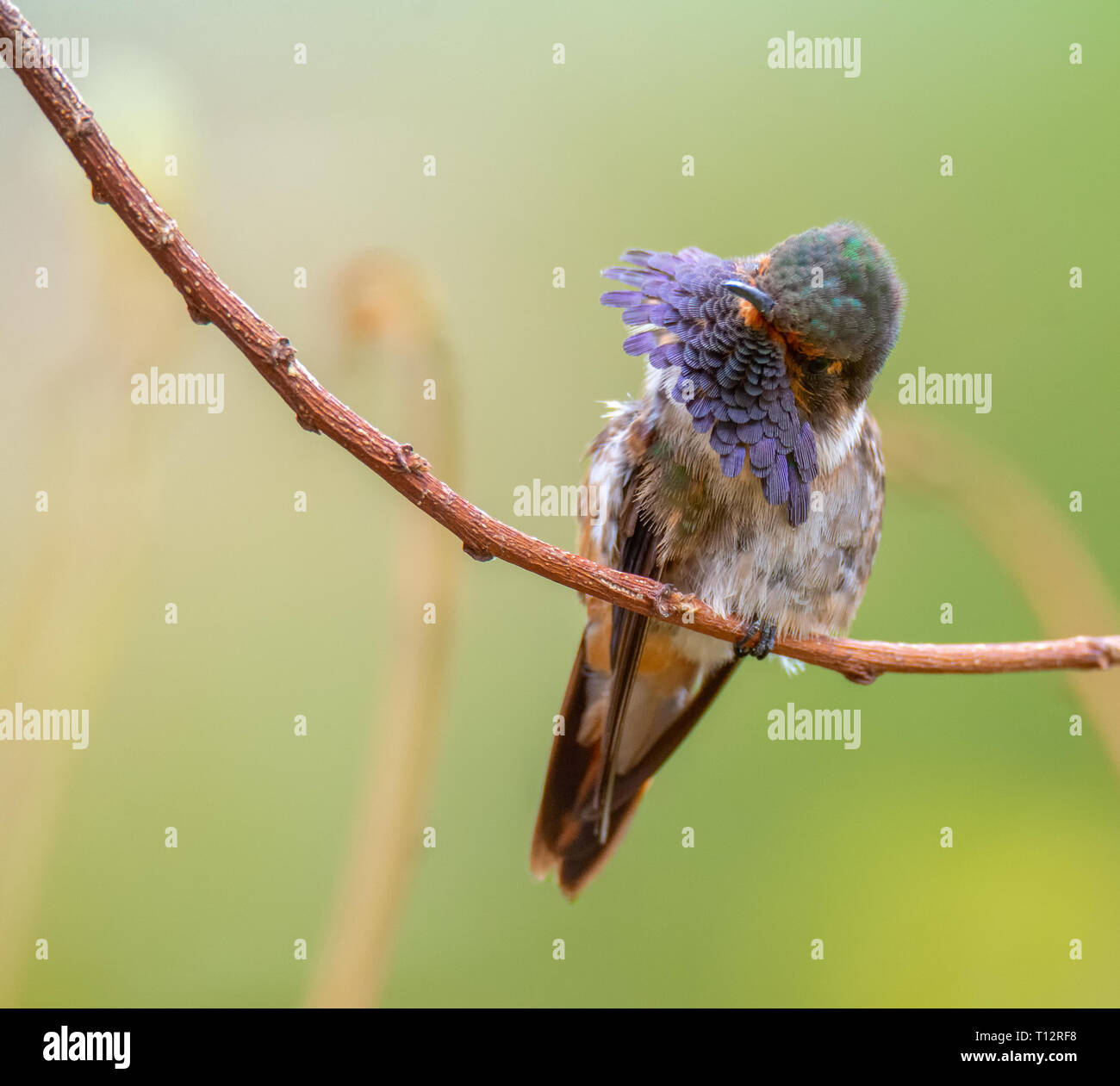 Se gratter la gorge d'un pouce un volcan mâle embrayages Hummingbird à une branche avec une griffe tout en grattant avec l'autre Banque D'Images