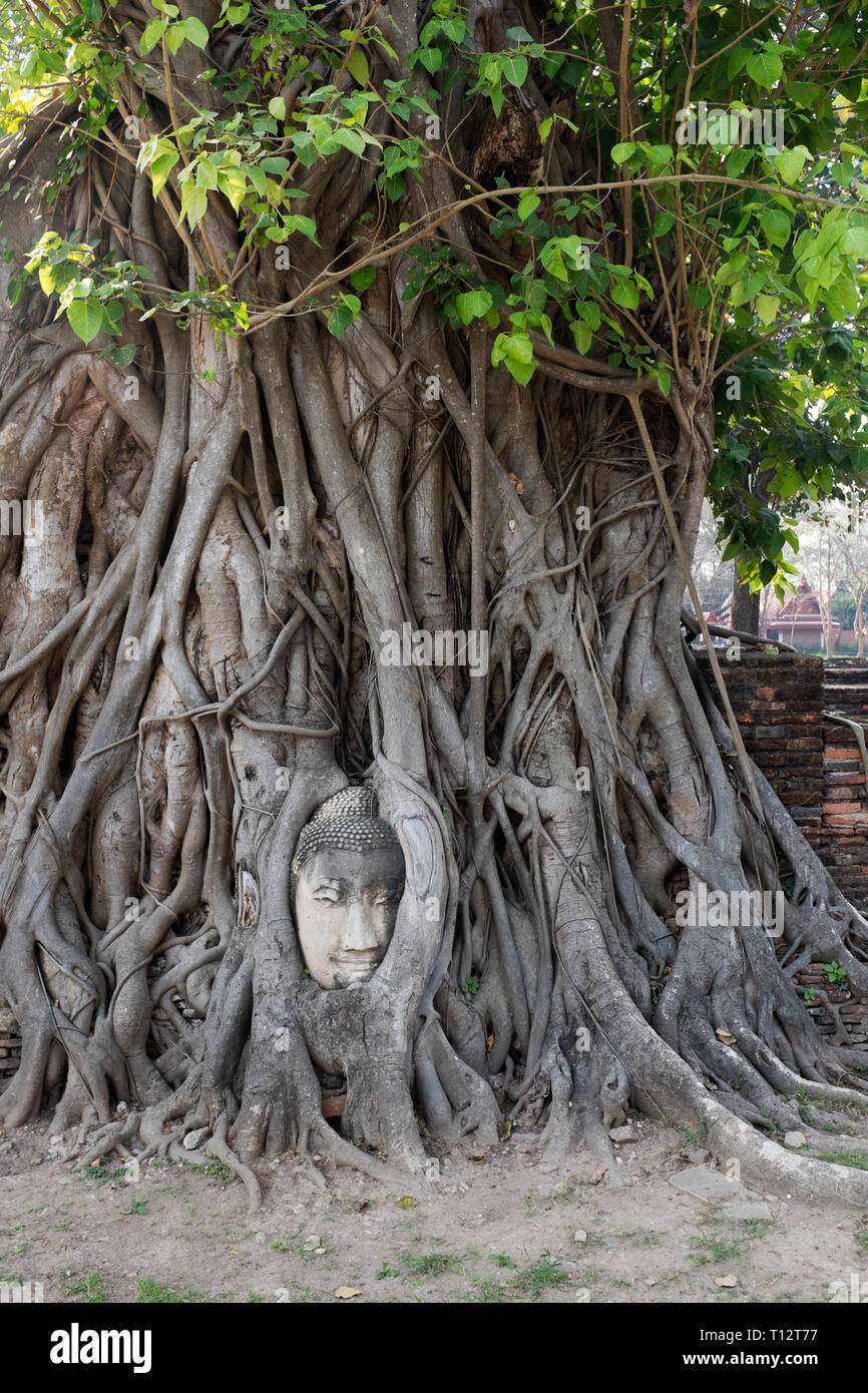 Chef Budddha enveloppés dans des racines d'un arbre au Wat Mahathat Thaïlande Ayuthaya en Banque D'Images