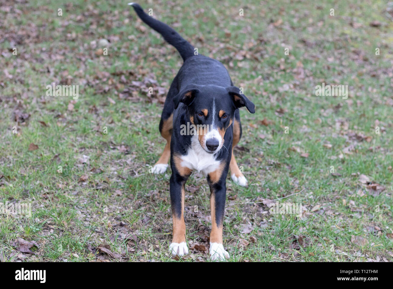 L'Appenzeller Mountain chien jouant avec une balle en plein air Banque D'Images