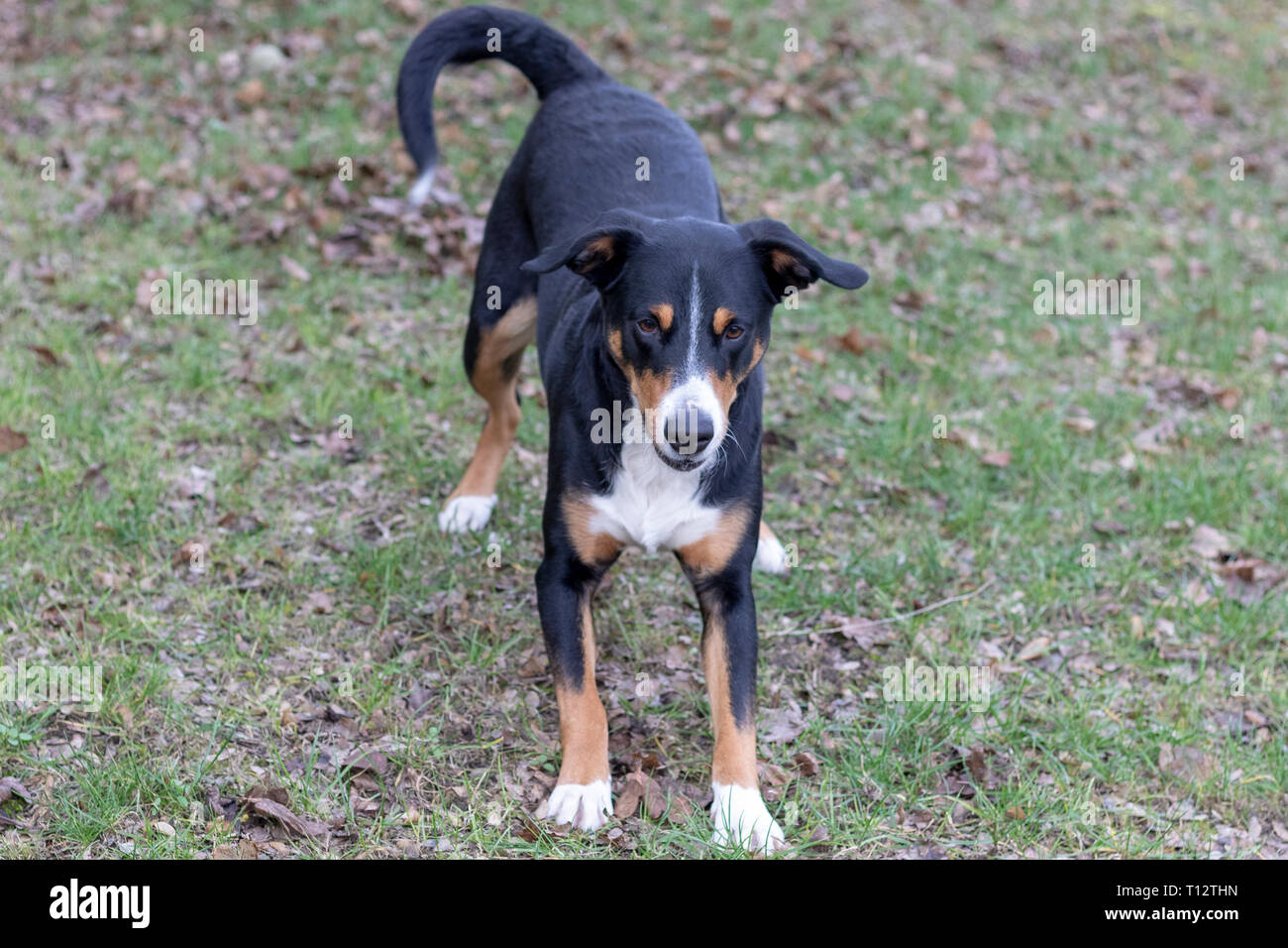 L'Appenzeller Mountain chien jouant avec une balle en plein air Banque D'Images