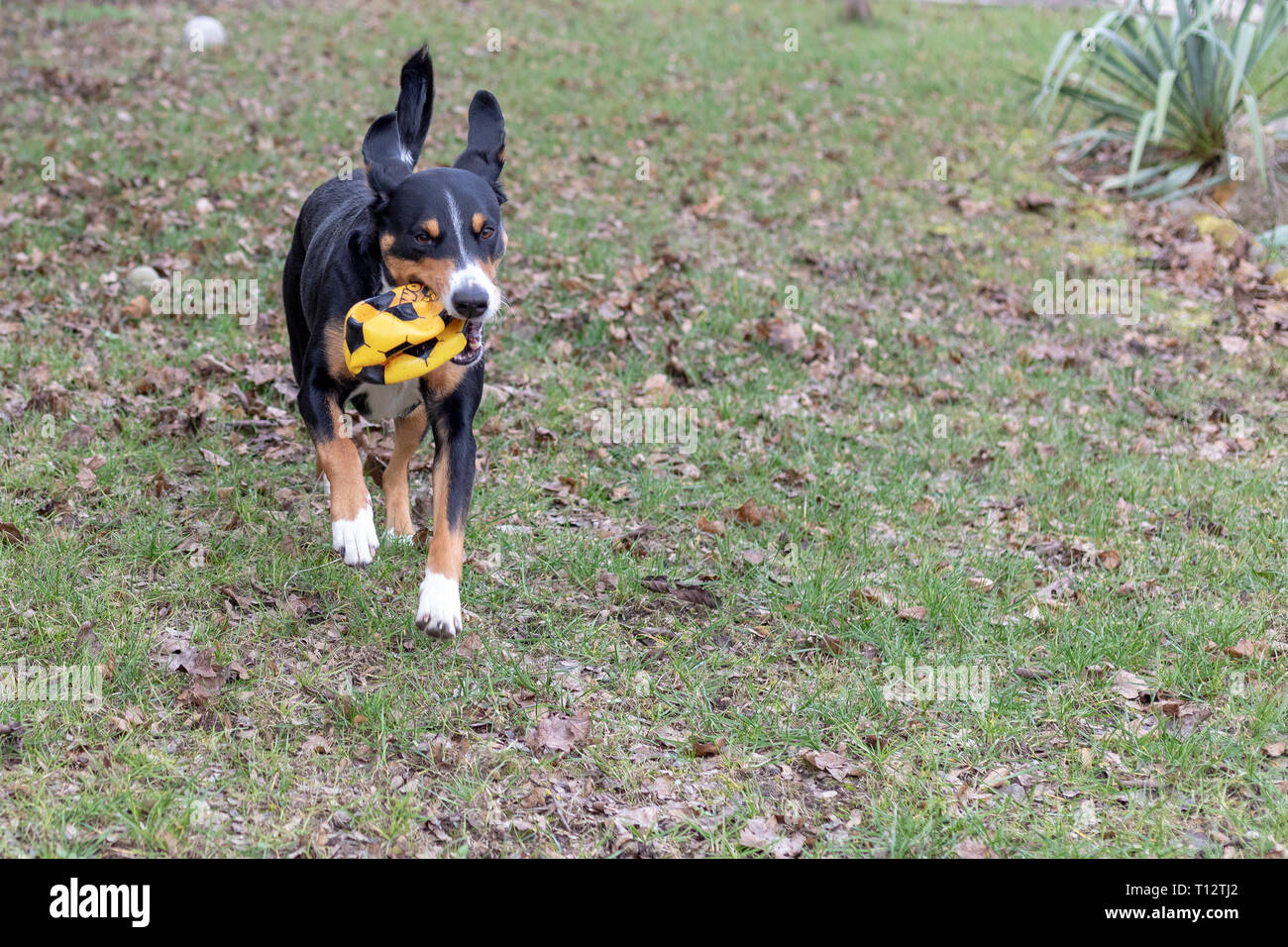 L'Appenzeller Mountain chien jouant avec une balle en plein air Banque D'Images