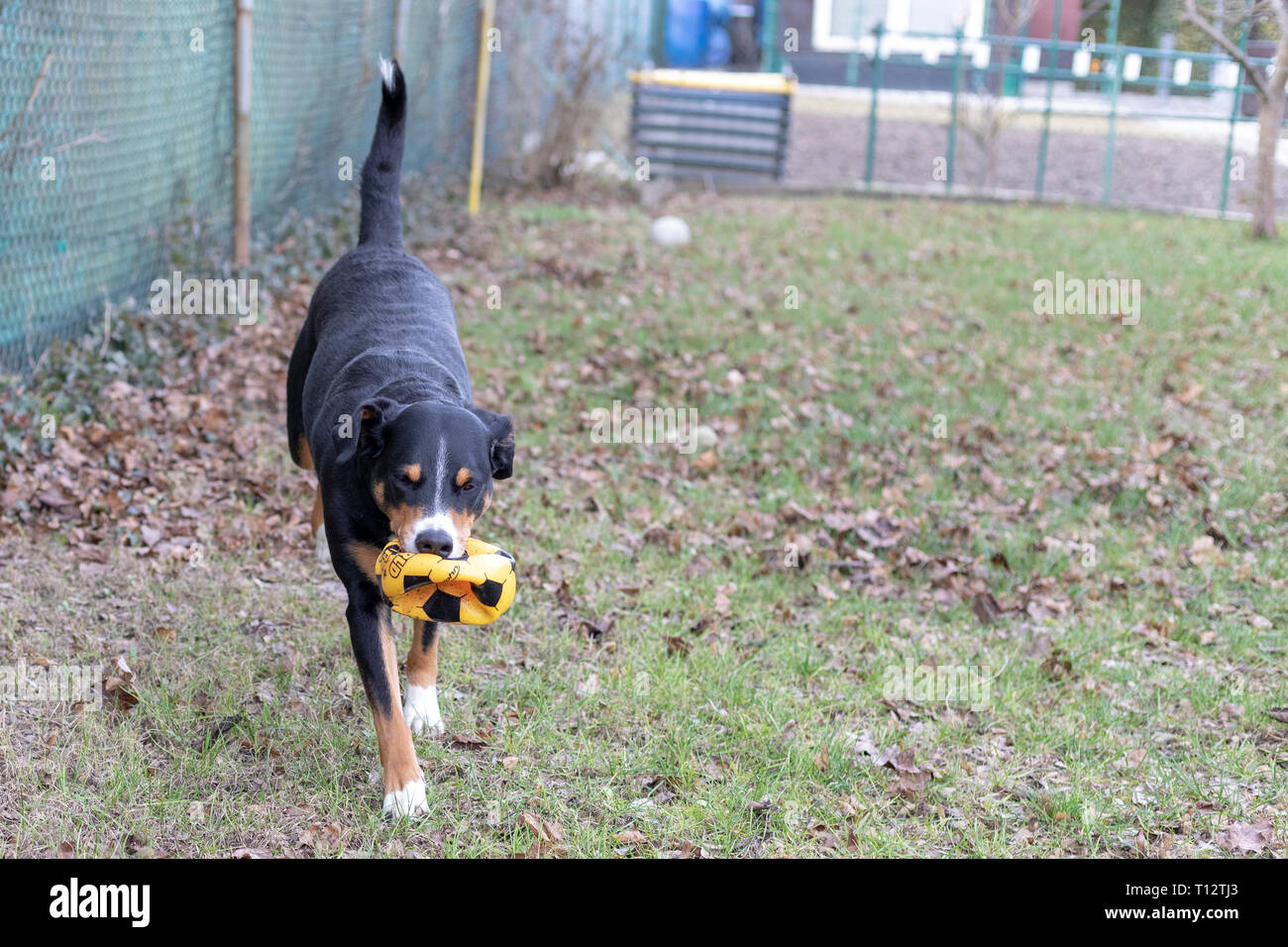 L'Appenzeller Mountain chien jouant avec une balle en plein air Banque D'Images