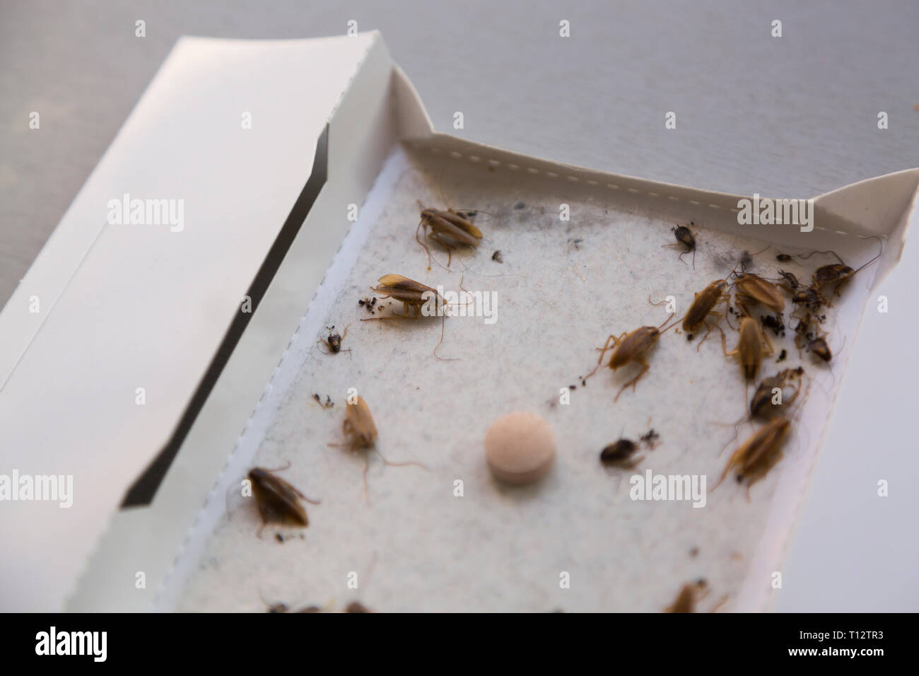 Les cafards à la maison dans un insecte piège collant Banque D'Images