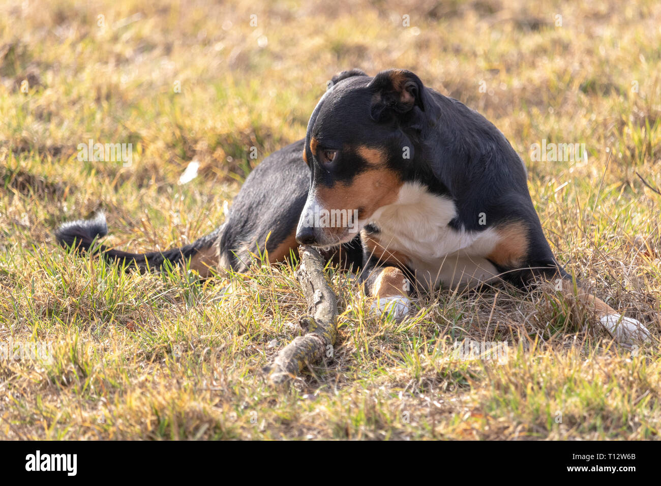 Chien Noir Et Blanc Au Printemps Lappenzeller Mountain Dog