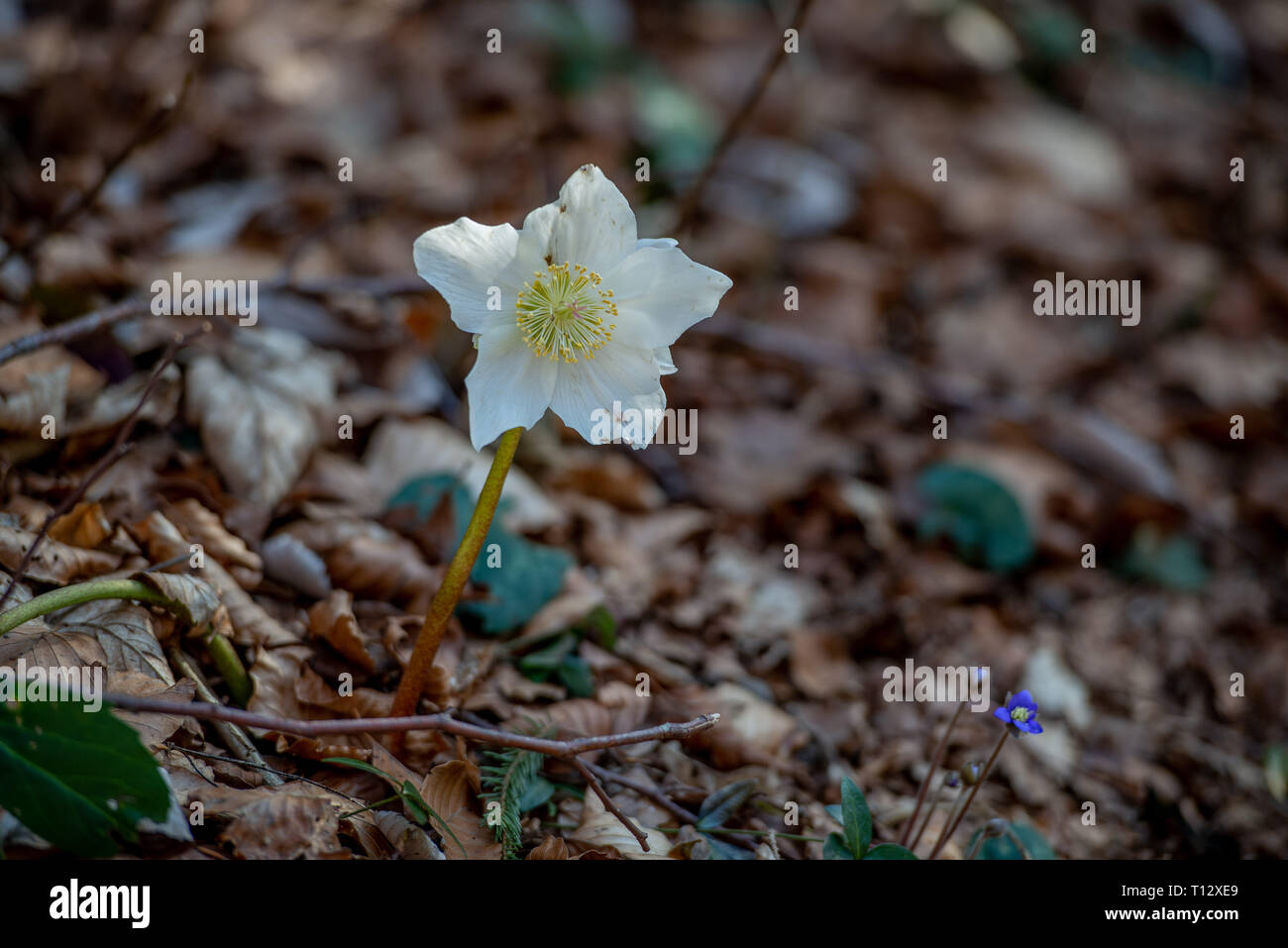 Helleborus est une fleur qui pousse dans la neige Banque D'Images