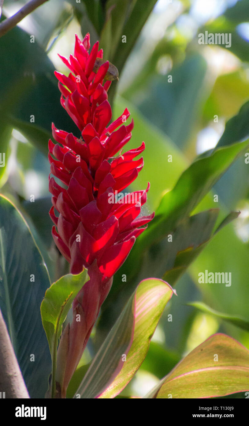 Gingembre rouge tropical flower Banque D'Images