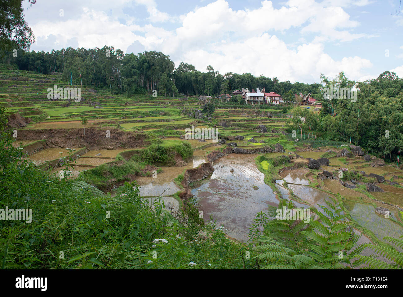 Le riz brun et vert dans les rizières en terrasse, Tana Toraja de Sulawesi du Sud, en Indonésie Banque D'Images